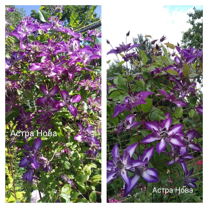 клематис астра нова